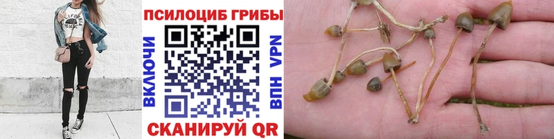 Галлюциногенные грибы Psilocybe Черкесск